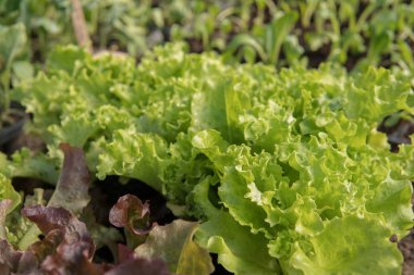 küçük yeşil ve kırmızı marul 