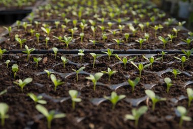 Zinnia çiçeği portre