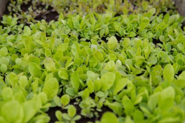 marul yaprağı detay