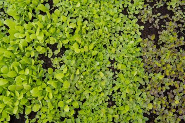 marul yaprağı detay