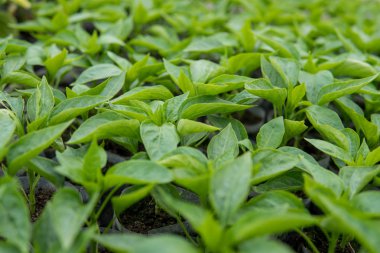 küçük biber bitki yaprakları