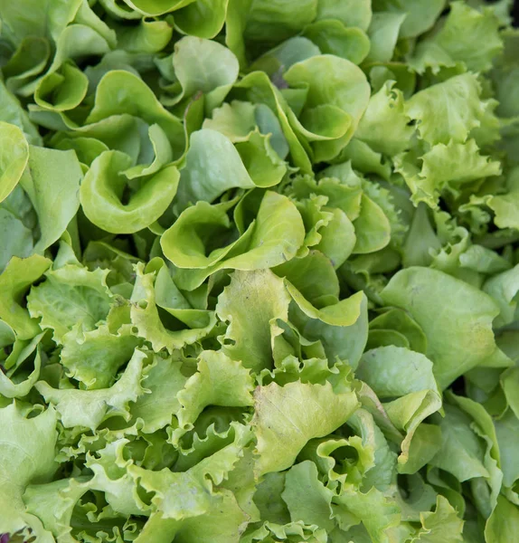 Lechuga verde pequeña que crece dentro de un invernadero —  Fotos de Stock