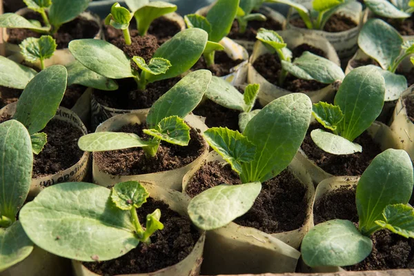 küçük salatalık yakın çekim