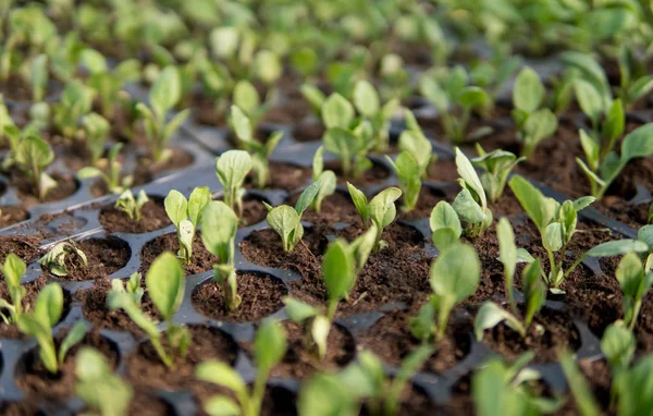 Extremo perto de pequenas plantas — Fotografia de Stock