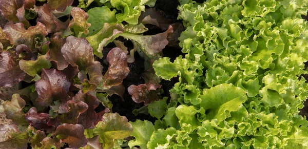 Kleiner grüner und roter Salat — Stockfoto