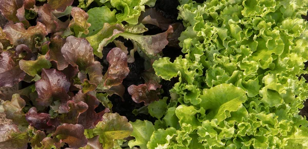 Small green and red lettuce — Stock Photo, Image