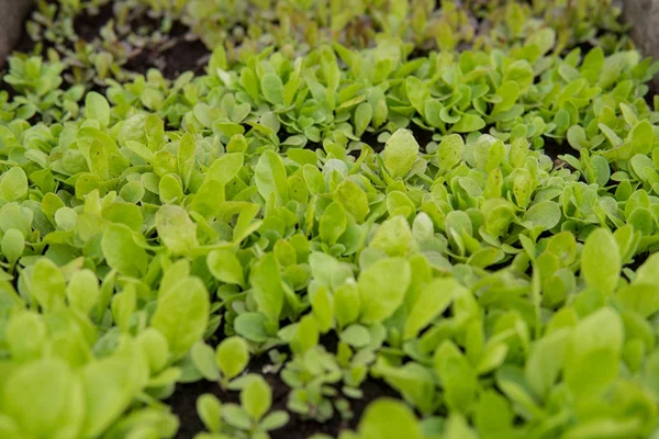 marul yaprağı detay