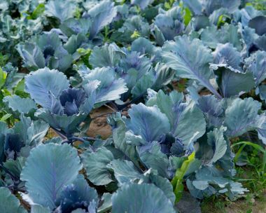 kırmızı lahana alanında büyüyor