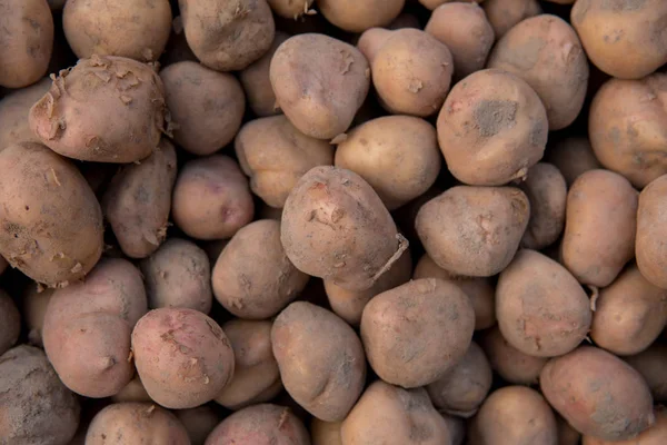 Close up van aardappelen — Stockfoto