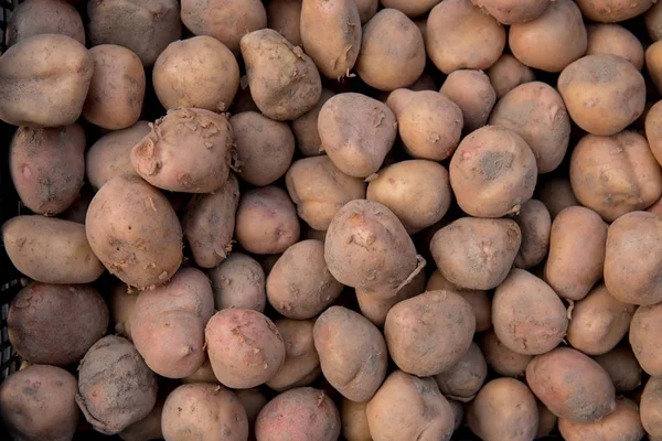 Veel aardappelen — Stockfoto