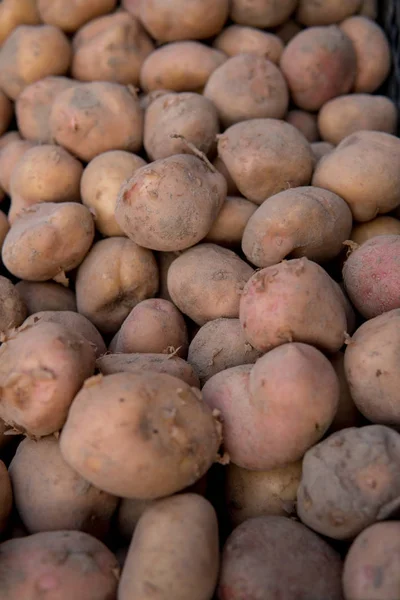 Lots of potatoes — Stock Photo, Image
