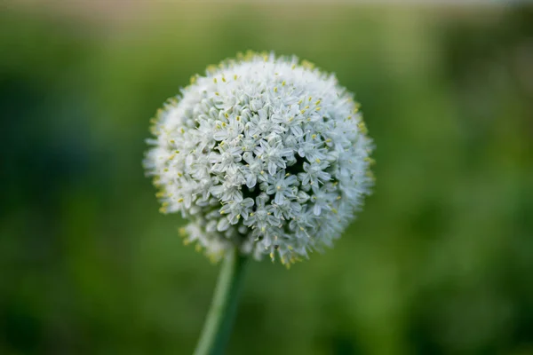 Detalhe da flor de alho — Fotografia de Stock