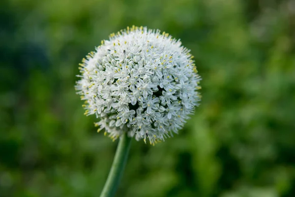 Aglio fiore dettaglio — Foto Stock