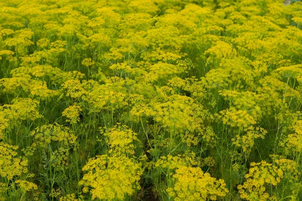 Veld vol met venkel — Stockfoto