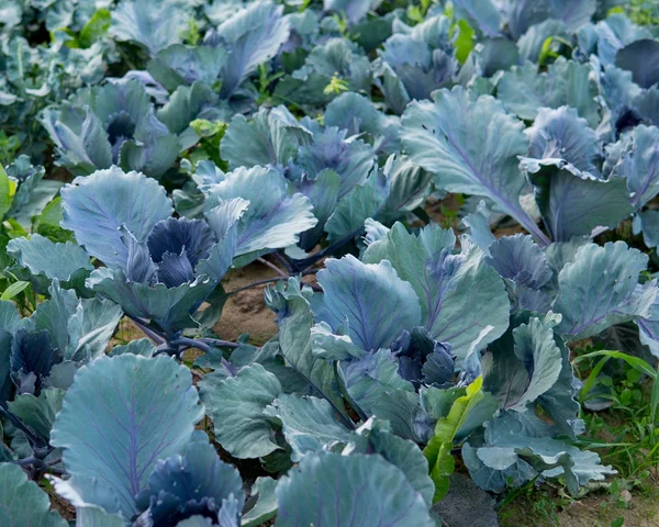 kırmızı lahana alanında büyüyor