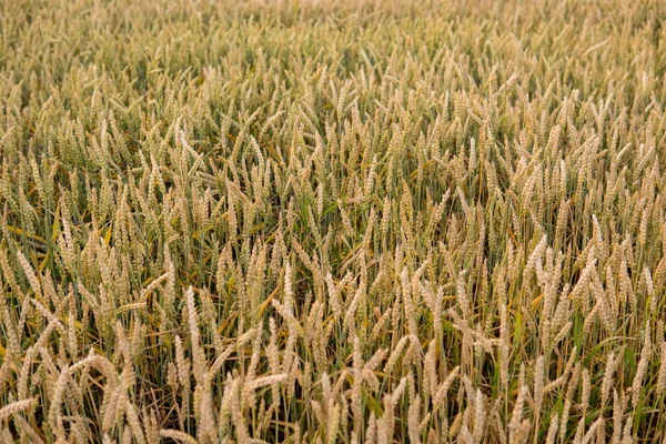 Altın buğday detay — Stok fotoğraf