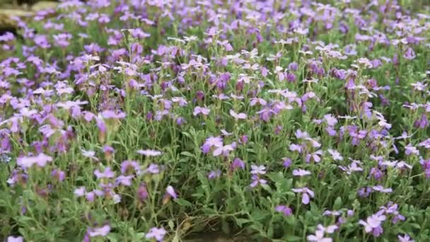 Detail of purple flowers — Stock Video