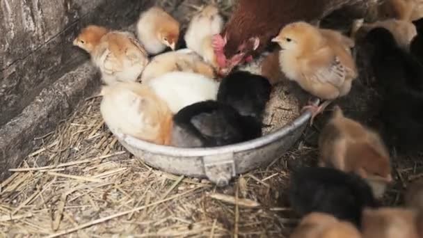 Μικρές νεοσσούς με κότα — Αρχείο Βίντεο