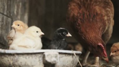 Tavuk küçük kızlarla