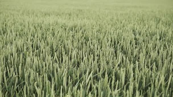 Green wheat on wind — Stock Video