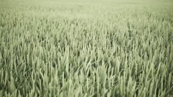 champ plein de blé vert 