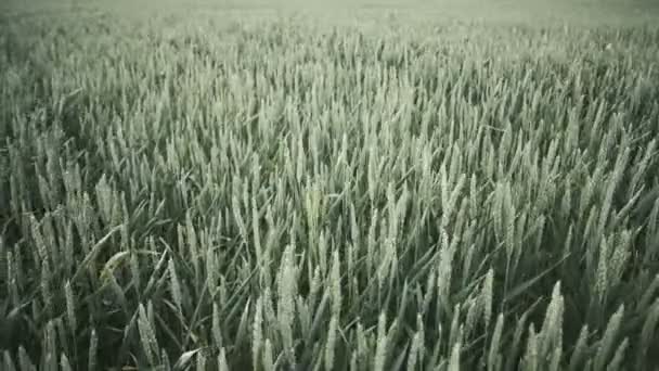 champ plein de blé vert 