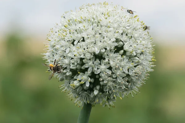 Fiore di aglio con un'ape — Foto Stock