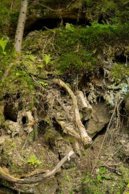 Ağaç köklerini kapat