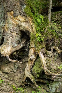 Ağaç köklerini kapat