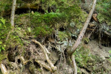 Ağaç köklerini kapat