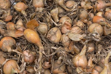 Eski şımarık soğan