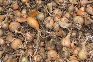 Eski şımarık soğan