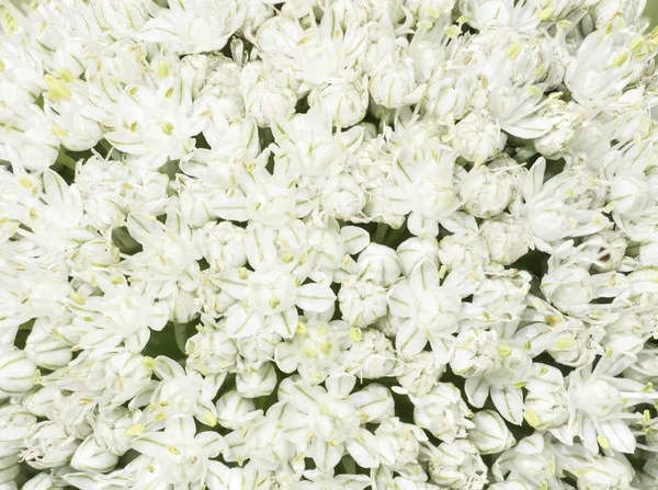 detail of garlic flower