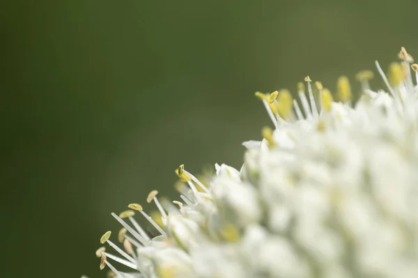 Σκόρδο λεπτομέρεια λουλούδι — Φωτογραφία Αρχείου