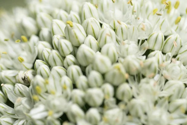 Aglio fiore dettaglio — Foto Stock