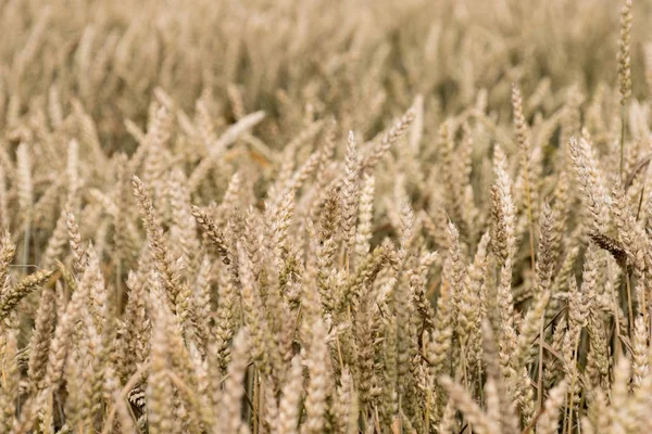 Пшеница подробно на поле — стоковое фото