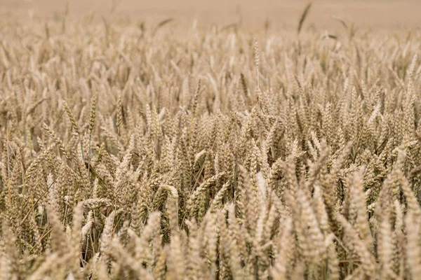 Zlaté pšenice detail — Stock fotografie