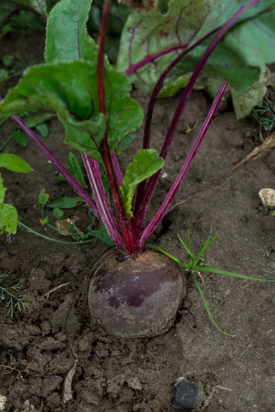 Rode biet op een grond — Stockfoto