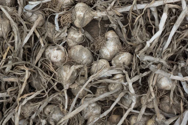 Old spoiled garlic — Stock Photo, Image