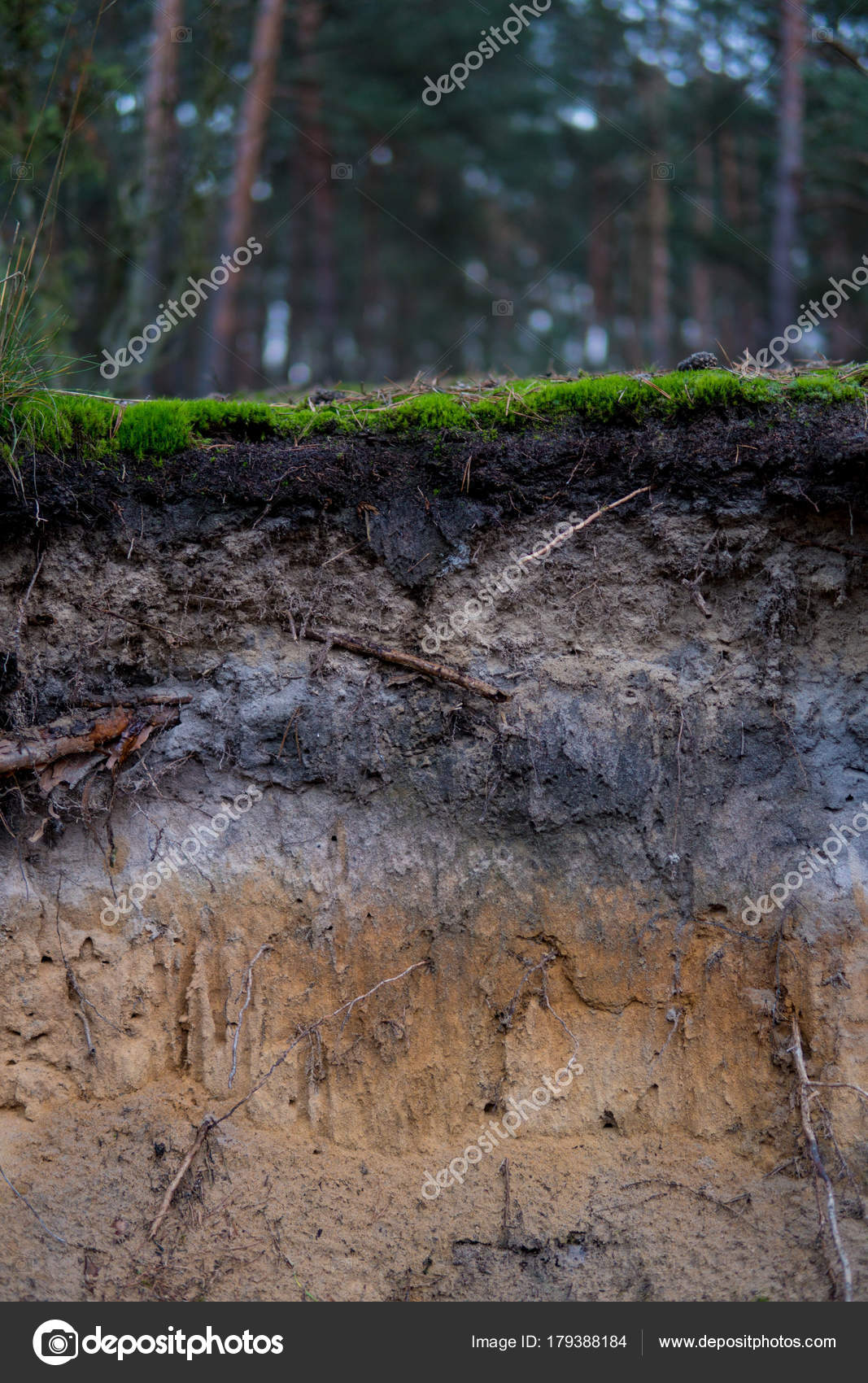 Detail of podzol soil ⬇ Stock Photo, Image by © michal812 179388184