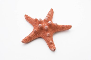 Beyaz arka plan üzerinde izole kırmızı deniz yıldızı portre
