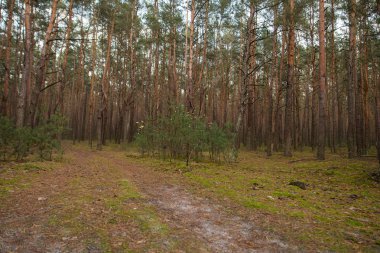 çam ağaçlarının bir ormanda yol