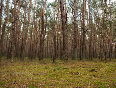 bir ormanda büyüyen çam ağaçları