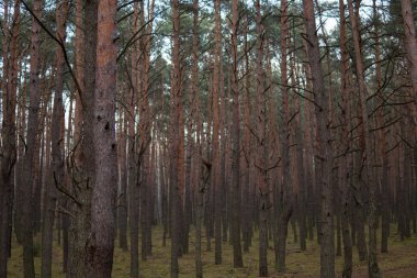 bir ormanda büyüyen çam ağaçları