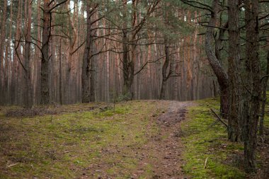 çam ağaçlarının bir ormanda yol