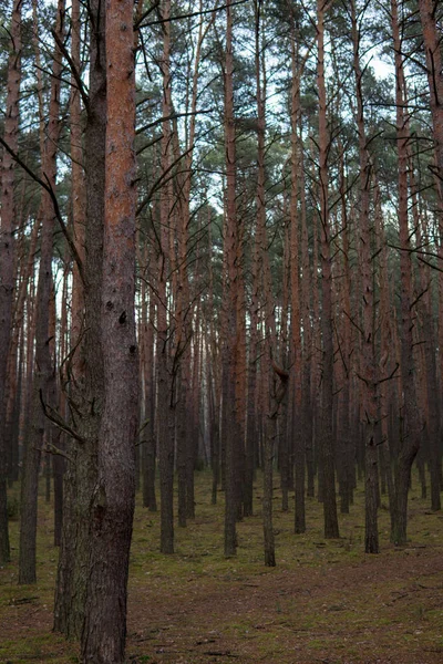 Tallar som växer i en skog — Stockfoto