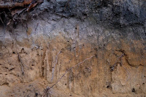 Detalhe do solo podzol — Fotografia de Stock