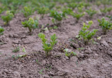 sahada büyüyen kereviz