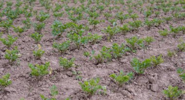 sahada büyüyen kereviz