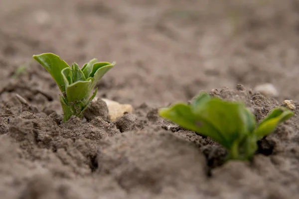 Petites plantes poussant à partir du sol — Photo